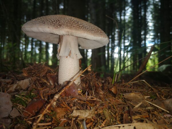 Pilzlehrwanderung am 09.11.2025