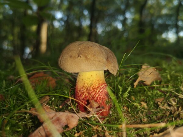 Pilzlehrwanderung am 08.11.2025