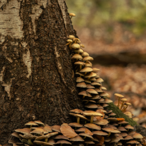 Winter-Pilzlehrwanderung am 28.12.2025