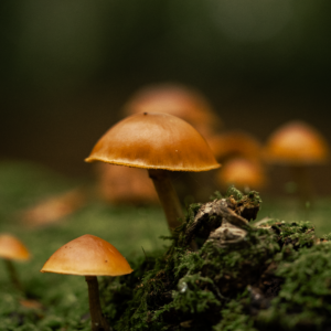 Vitalpilz-Lehrwanderung am 21.12.2025